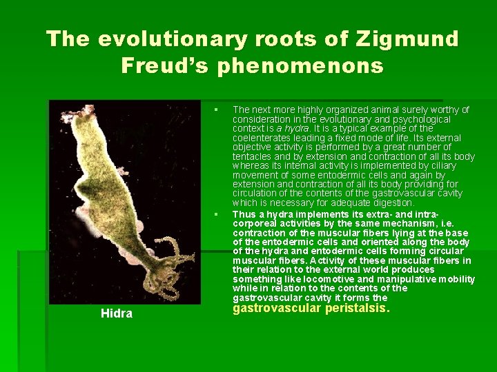 The evolutionary roots of Zigmund Freud’s phenomenons § § Hidra The next more highly