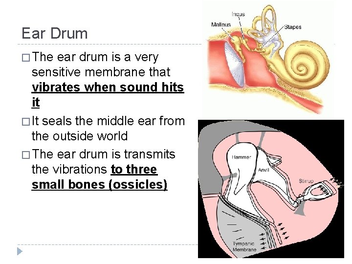 Ear Drum � The ear drum is a very sensitive membrane that vibrates when