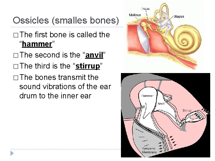 Ossicles (smalles bones) � The first bone is called the “hammer” � The second