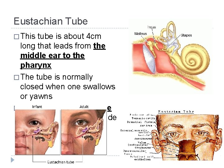 Eustachian Tube � This tube is about 4 cm long that leads from the