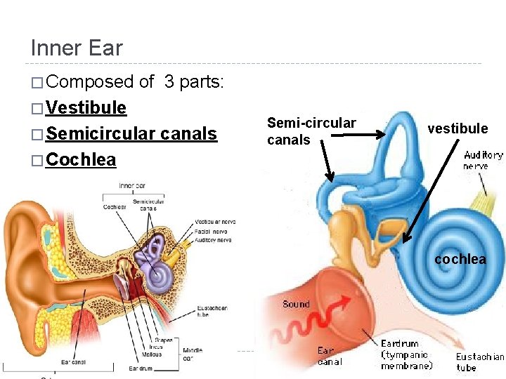 Inner Ear � Composed of 3 parts: � Vestibule � Semicircular canals Semi-circular canals