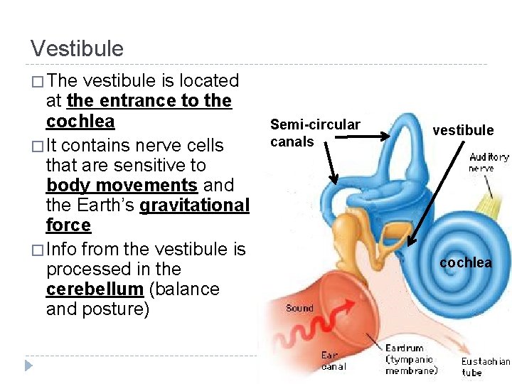 Vestibule � The vestibule is located at the entrance to the cochlea � It