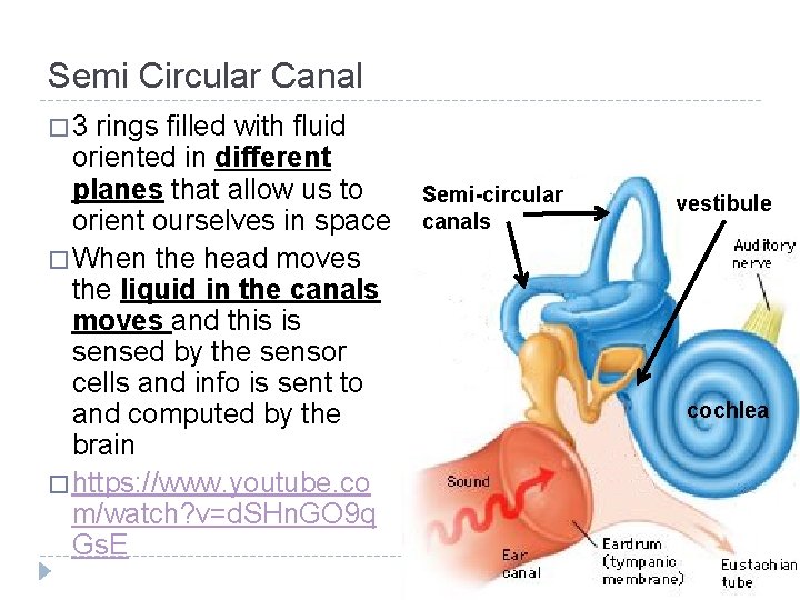 Semi Circular Canal � 3 rings filled with fluid oriented in different planes that