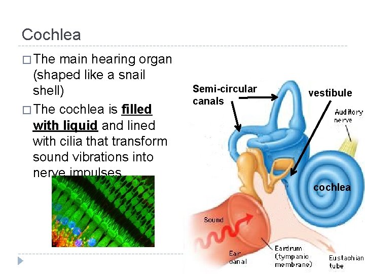Cochlea � The main hearing organ (shaped like a snail shell) � The cochlea