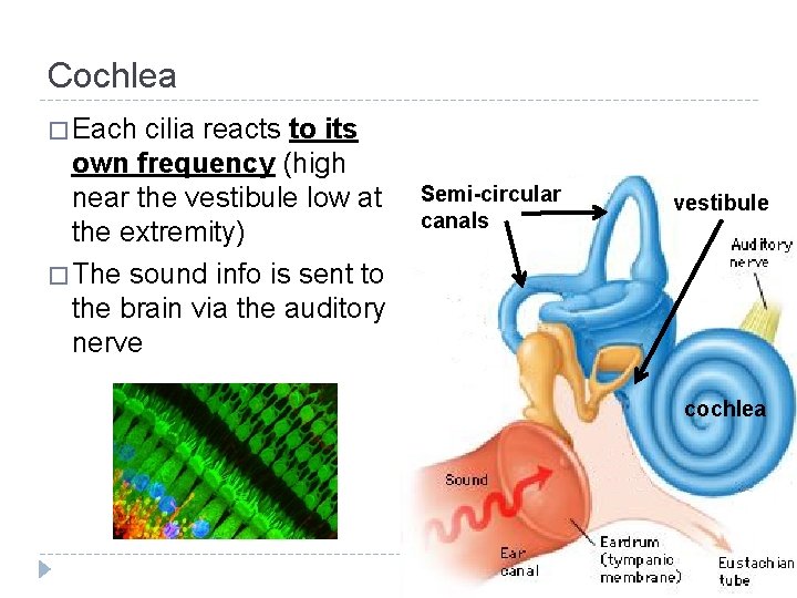 Cochlea � Each cilia reacts to its own frequency (high near the vestibule low