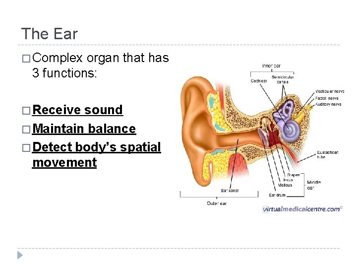 The Ear � Complex organ that has 3 functions: � Receive sound � Maintain