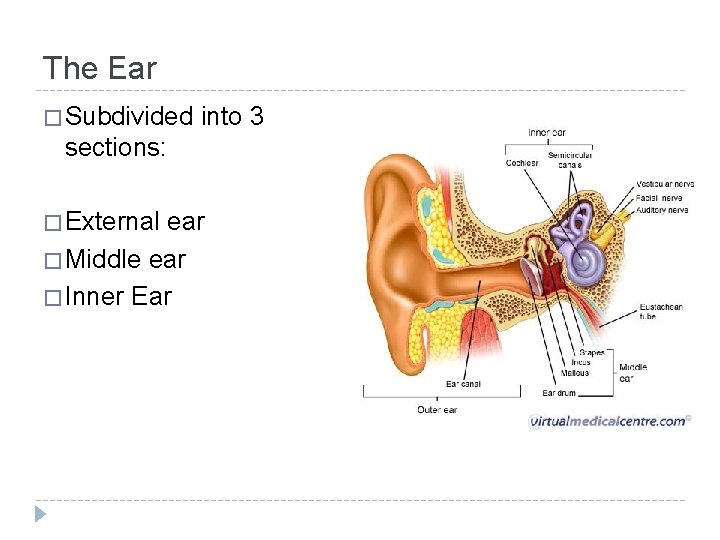 The Ear � Subdivided into 3 sections: � External ear � Middle ear �