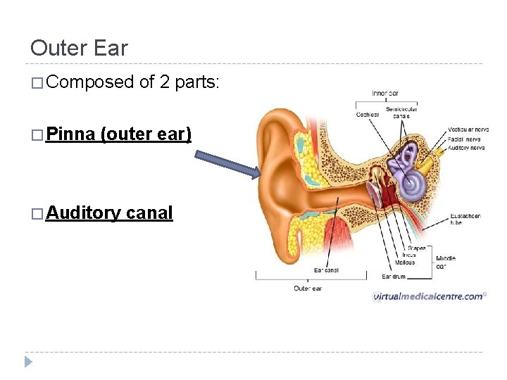 Outer Ear � Composed � Pinna of 2 parts: (outer ear) � Auditory canal