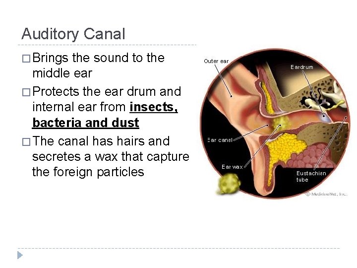 Auditory Canal � Brings the sound to the middle ear � Protects the ear