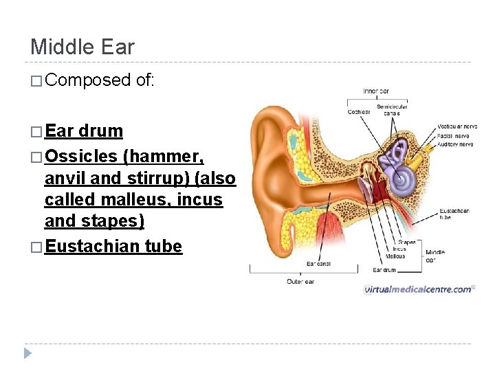 Middle Ear � Composed � Ear of: drum � Ossicles (hammer, anvil and stirrup)