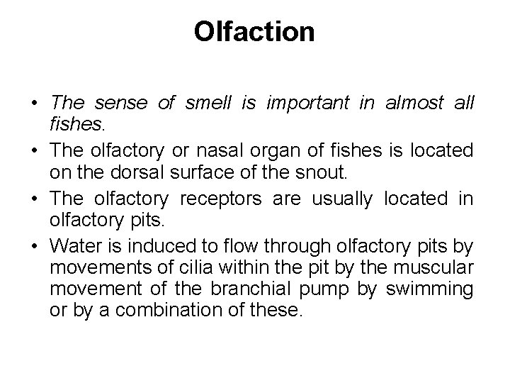 Olfaction • The sense of smell is important in almost all fishes. • The