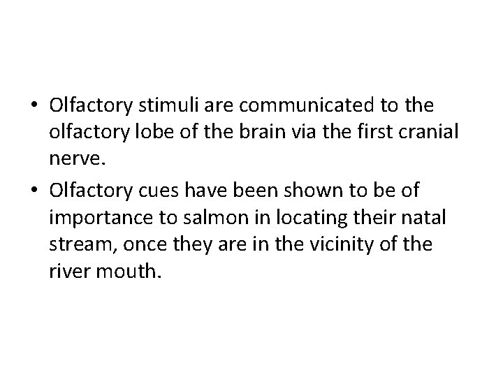  • Olfactory stimuli are communicated to the olfactory lobe of the brain via