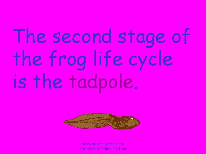 The second stage of the frog life cycle is the tadpole. www. makemegenius. com