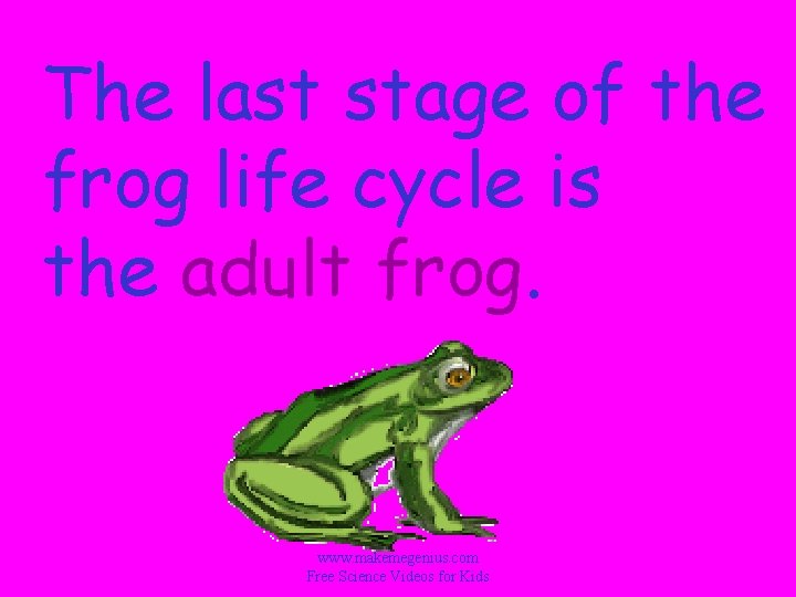 The last stage of the frog life cycle is the adult frog. www. makemegenius.