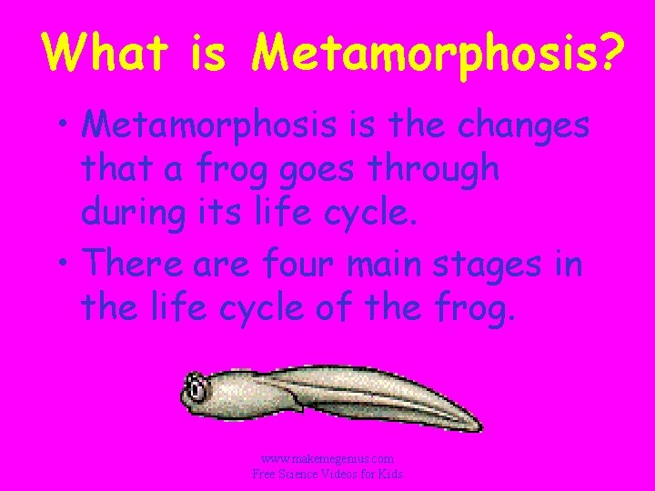 What is Metamorphosis? • Metamorphosis is the changes that a frog goes through during