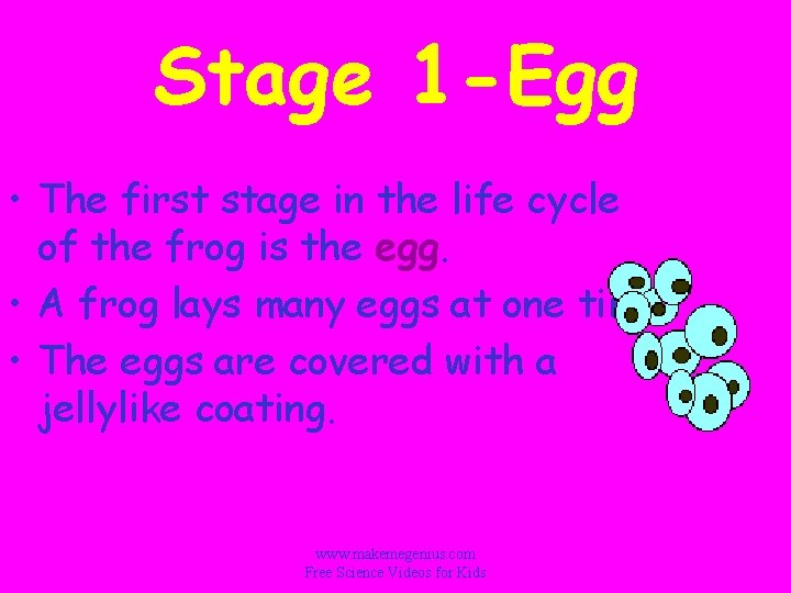 Stage 1 -Egg • The first stage in the life cycle of the frog