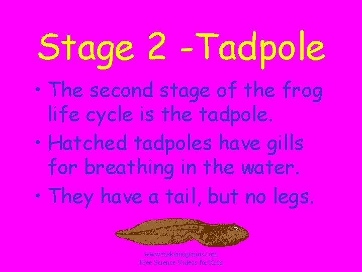 Stage 2 -Tadpole • The second stage of the frog life cycle is the