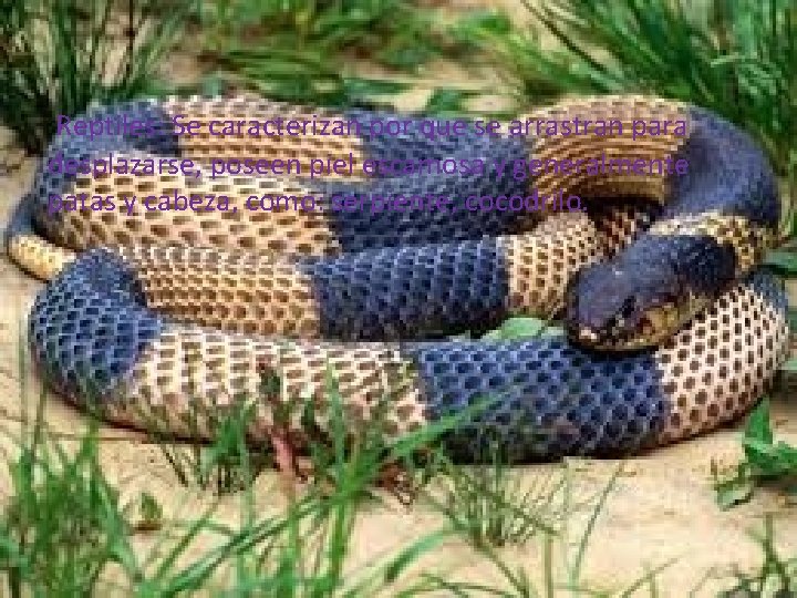 Reptiles: Se caracterizan por que se arrastran para desplazarse, poseen piel escamosa y generalmente