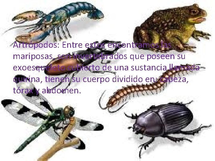 Artrópodos: Entre estos encontramos las mariposas, son invertebrados que poseen su exoesqueleto cubierto de
