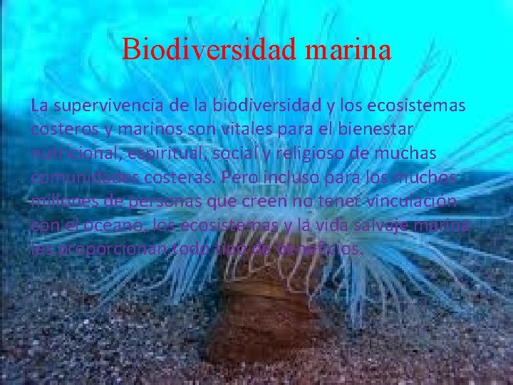 Biodiversidad marina La supervivencia de la biodiversidad y los ecosistemas costeros y marinos son