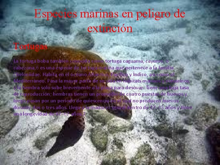 Especies marinas en peligro de extinción Tortugas La tortuga boba también conocida como tortuga
