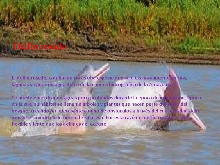 Delfín rosado El delfín rosado, o delfín de río es una especie que vive