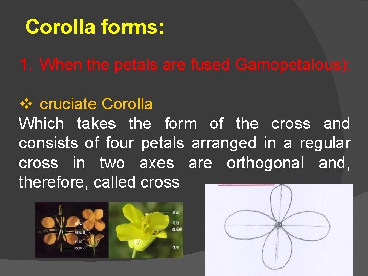 Corolla forms: 1. When the petals are fused Gamopetalous): v cruciate Corolla Which takes