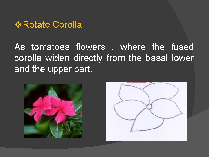 v. Rotate Corolla As tomatoes flowers , where the fused corolla widen directly from