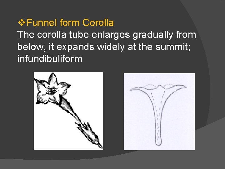 v. Funnel form Corolla The corolla tube enlarges gradually from below, it expands widely