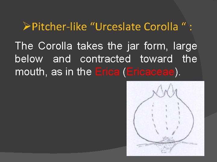ØPitcher-like “Urceslate Corolla “ : The Corolla takes the jar form, large below and