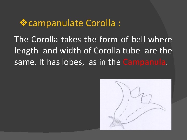 vcampanulate Corolla : The Corolla takes the form of bell where length and width