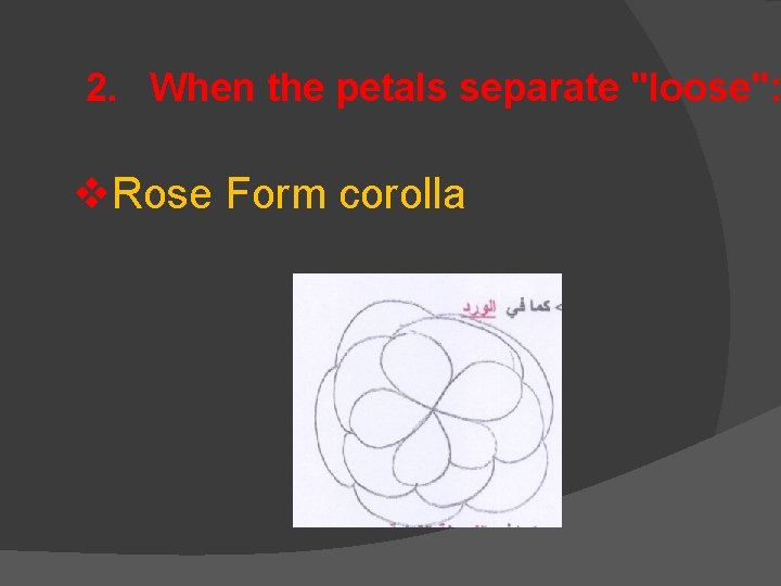 2. When the petals separate "loose": v. Rose Form corolla 