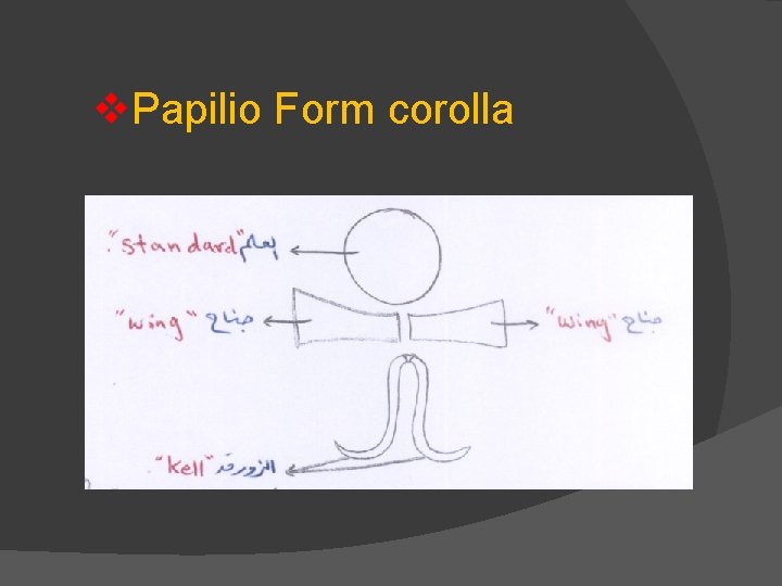 v. Papilio Form corolla 