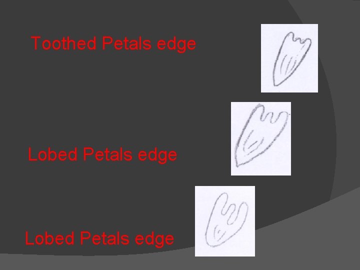 Toothed Petals edge Lobed Petals edge 