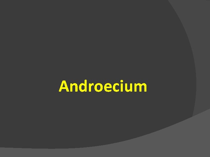 Androecium 