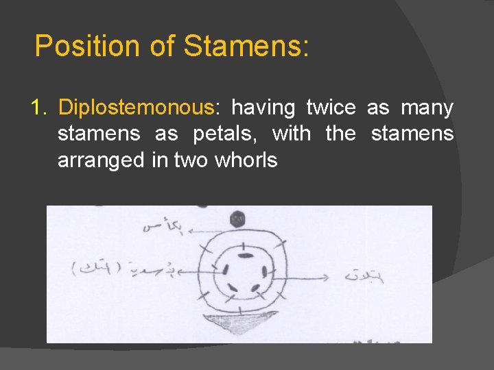 Position of Stamens: 1. Diplostemonous: having twice as many stamens as petals, with the