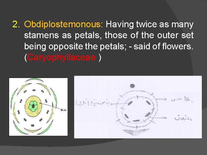 2. Obdiplostemonous: Having twice as many stamens as petals, those of the outer set