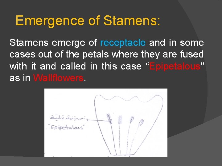 Emergence of Stamens: Stamens emerge of receptacle and in some cases out of the