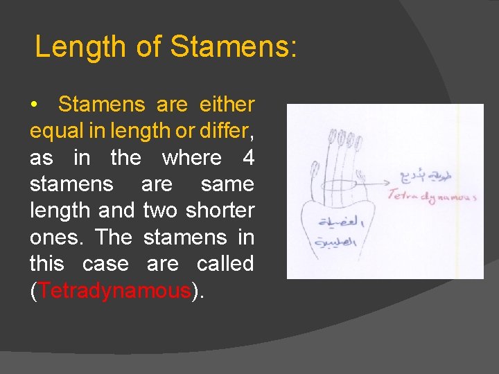 Length of Stamens: • Stamens are either equal in length or differ, as in