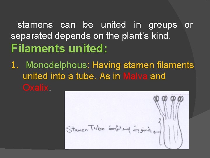 stamens can be united in groups or separated depends on the plant’s kind. Filaments