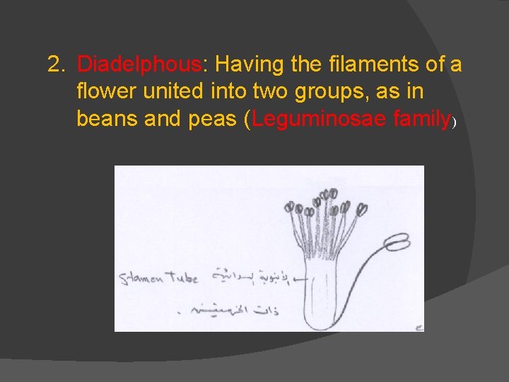 2. Diadelphous: Having the filaments of a flower united into two groups, as in