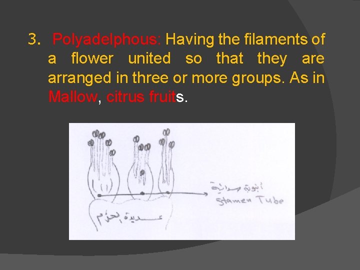 3. Polyadelphous: Having the filaments of a flower united so that they are arranged