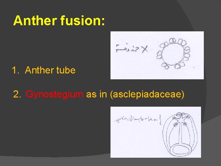 Anther fusion: 1. Anther tube 2. Gynostegium as in (asclepiadaceae) 