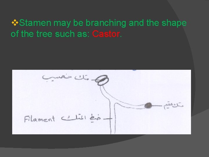 v. Stamen may be branching and the shape of the tree such as: Castor.