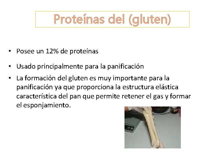 Proteínas del (gluten) • Posee un 12% de proteínas • Usado principalmente para la