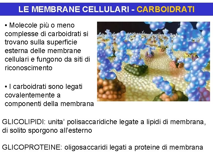 LE MEMBRANE CELLULARI - CARBOIDRATI • Molecole più o meno complesse di carboidrati si