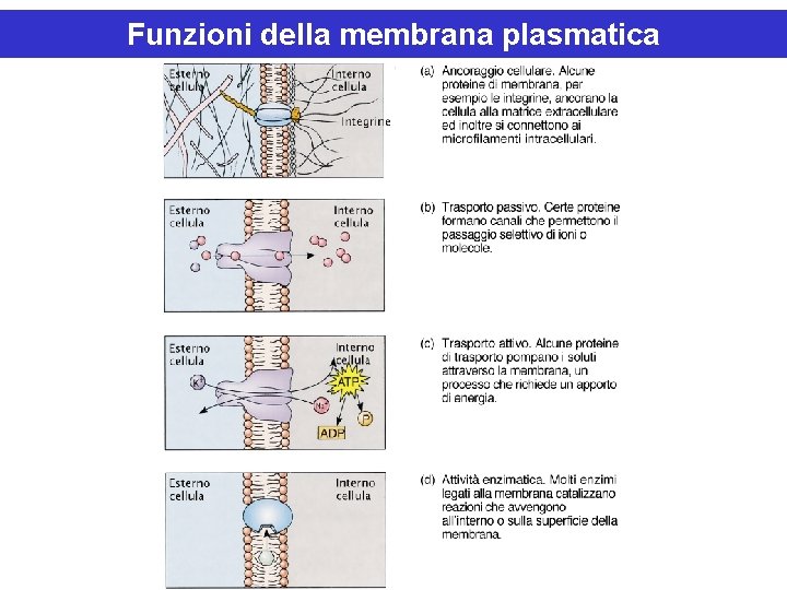 Funzioni della membrana plasmatica 