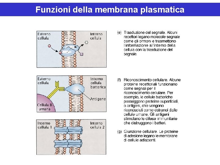Funzioni della membrana plasmatica 