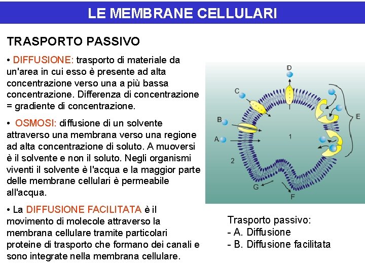 LE MEMBRANE CELLULARI TRASPORTO PASSIVO • DIFFUSIONE: trasporto di materiale da un'area in cui