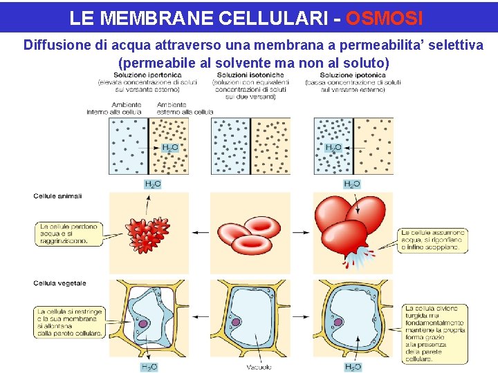 LE MEMBRANE CELLULARI - OSMOSI Diffusione di acqua attraverso una membrana a permeabilita’ selettiva